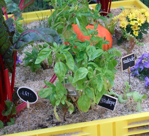« Coup de pousse », le jardin potager du CHU de Rennes