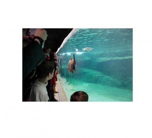 « Dreamnight at the zoo ! » Soirée de rêve pour les enfants au Parc zoologique de Paris