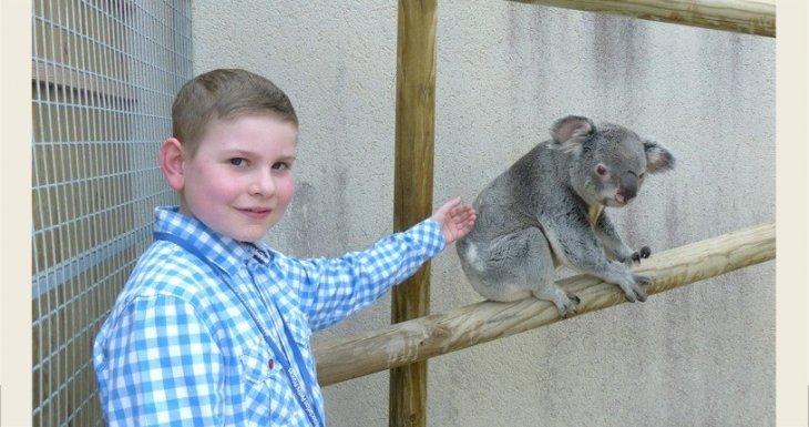 Le rêve d’Antoine : caresser un koala !