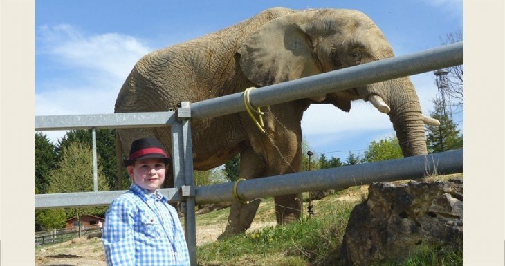 Le rêve d’Antoine : caresser un koala !