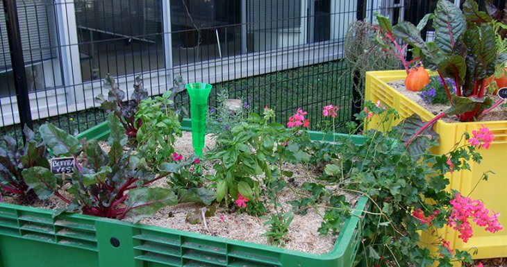« Coup de pousse », le jardin potager du CHU de Rennes