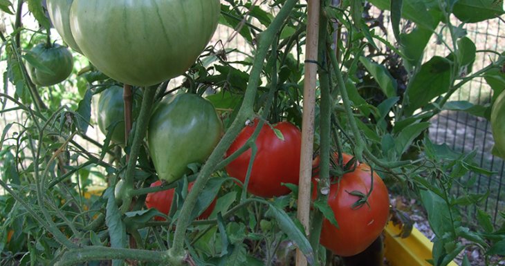 « Coup de pousse », le jardin potager du CHU de Rennes